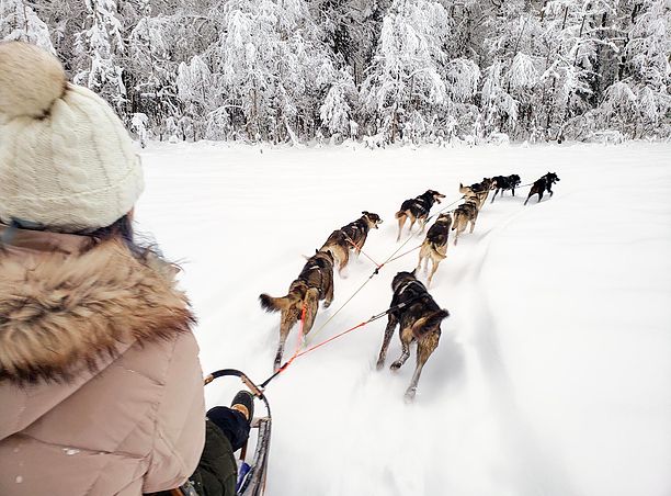 winter dog sledding adventure tours
